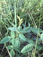 Desmodium nuttallii