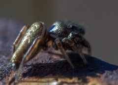 Sassacus