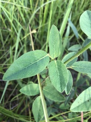 Desmodium nuttallii