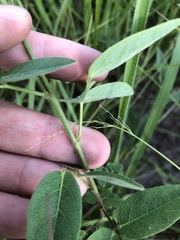 Desmodium nuttallii
