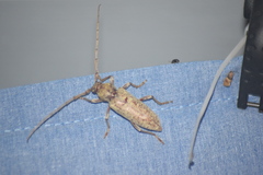 Enaphalodes rufulus