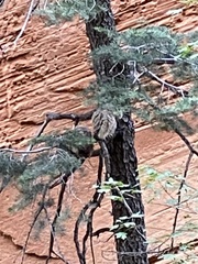 Strix occidentalis lucida