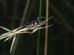 Sandalodes bipenicillatus