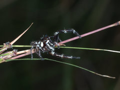 Sandalodes bipenicillatus