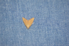 Glaphyria sesquistrialis