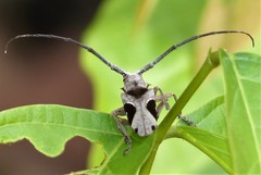 Paraleprodera triangularis