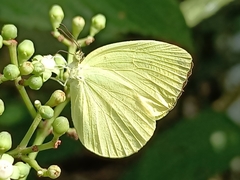 Gandaca harina distanti