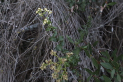 Baccharis racemosa