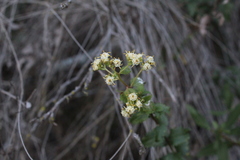 Baccharis racemosa