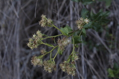 Baccharis racemosa