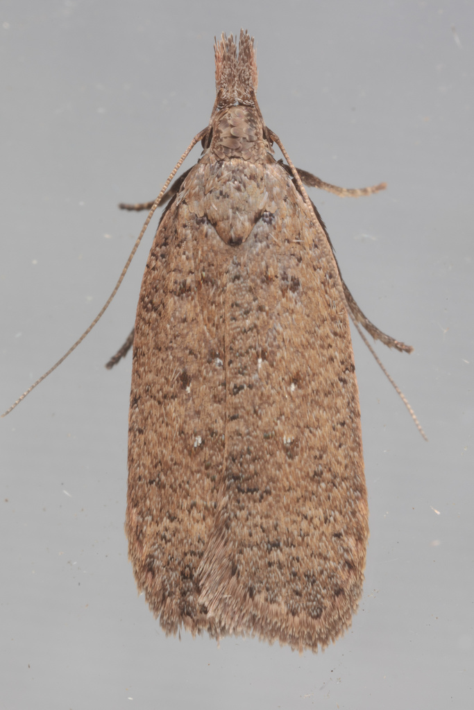 Georgia Dichomeris Moth and Allies