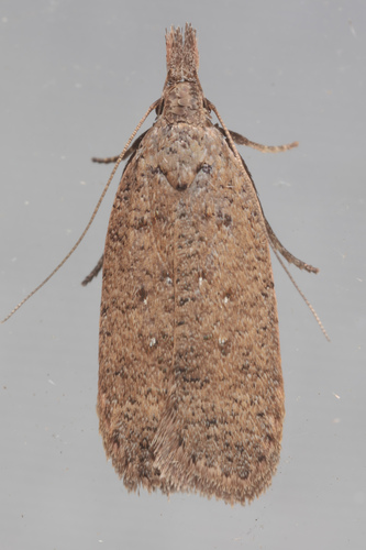 Georgia Dichomeris Moth photo 3