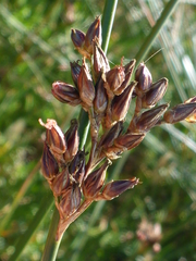 Juncus phaeocephalus