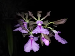 Encyclia cordigera image