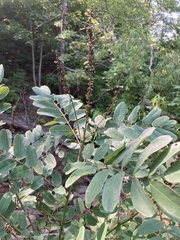 Amorpha ouachitensis