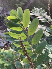 Amorpha ouachitensis