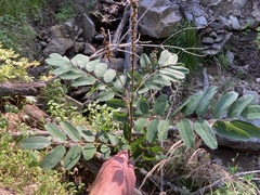 Amorpha ouachitensis