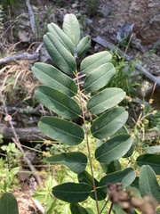 Amorpha ouachitensis