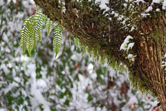 Polypodium glycyrrhiza