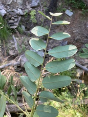 Amorpha ouachitensis