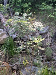 Amorpha ouachitensis