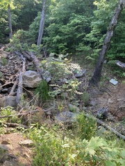 Amorpha ouachitensis