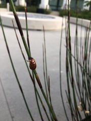 Paropsisterna m-fuscum