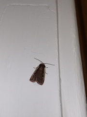 Ochropleura implecta