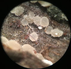 Arachnopeziza delicatula