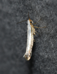 Argyresthia subreticulata