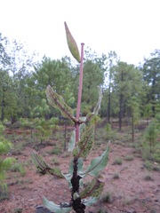 Asclepias jaliscana