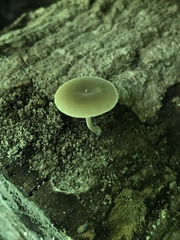 Simocybe serrulata
