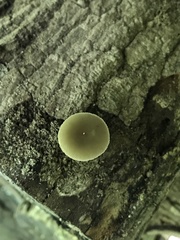 Simocybe serrulata