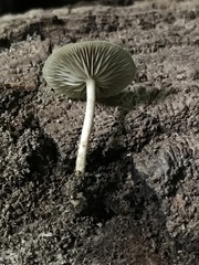 Simocybe serrulata