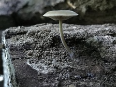Simocybe serrulata
