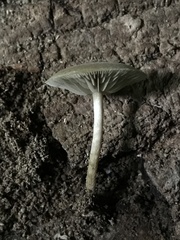 Simocybe serrulata