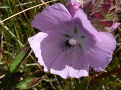 Sidalcea calycosa