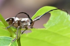 Paraleprodera triangularis