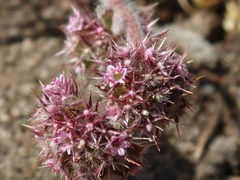 Chorizanthe cuspidata
