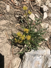 Oreoxis alpina