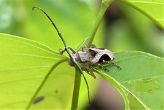 Paraleprodera triangularis