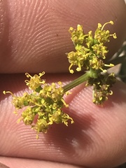 Oreoxis alpina