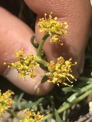 Oreoxis alpina