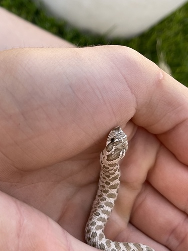 Plains Hognose Snake photographed in Wyoming