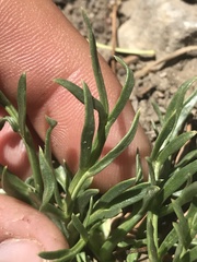 Oreoxis alpina