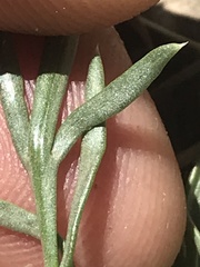 Oreoxis alpina