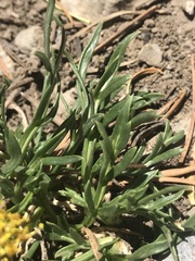 Oreoxis alpina