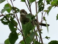 Curruca communis