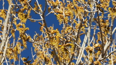 Populus fremontii fremontii
