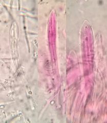 Arachnopeziza delicatula